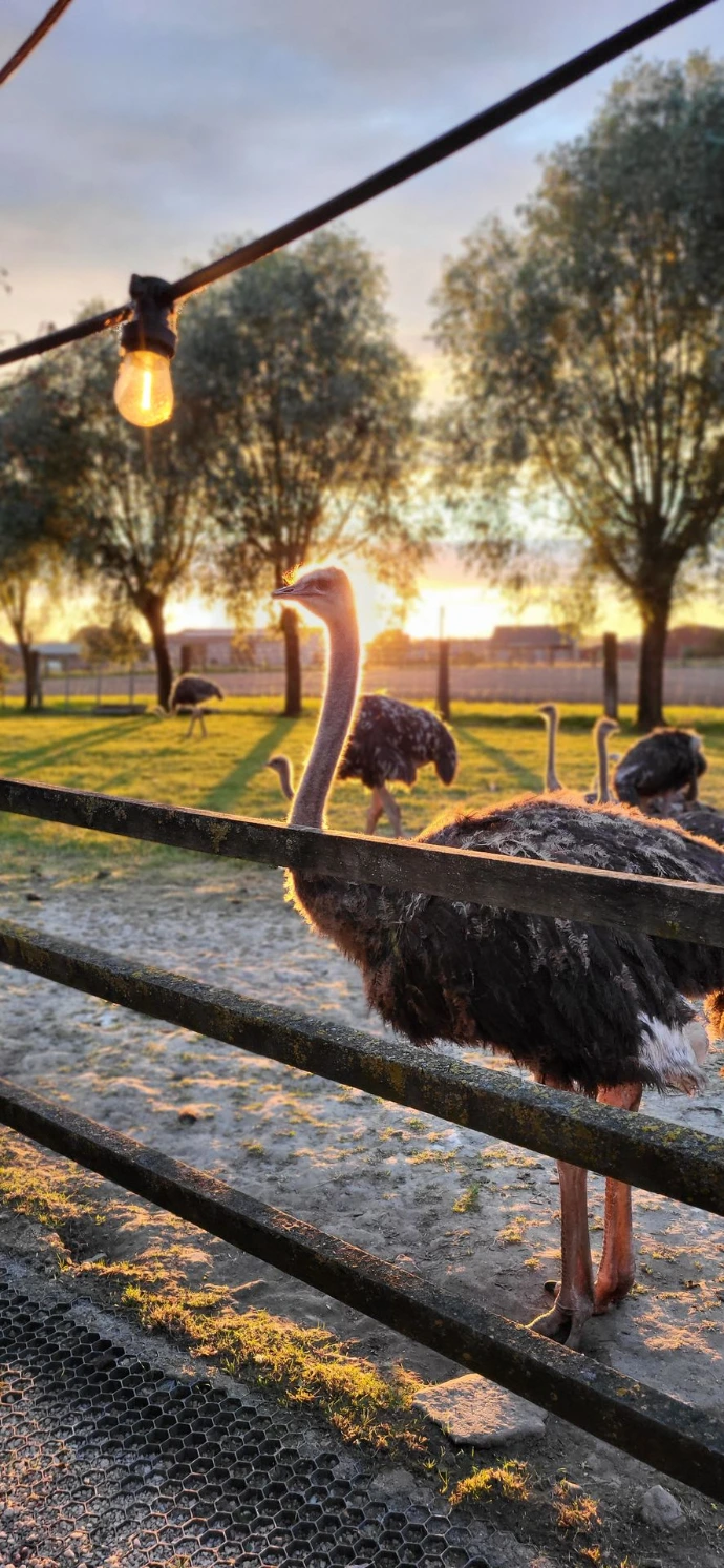 Struisvogels in de weide