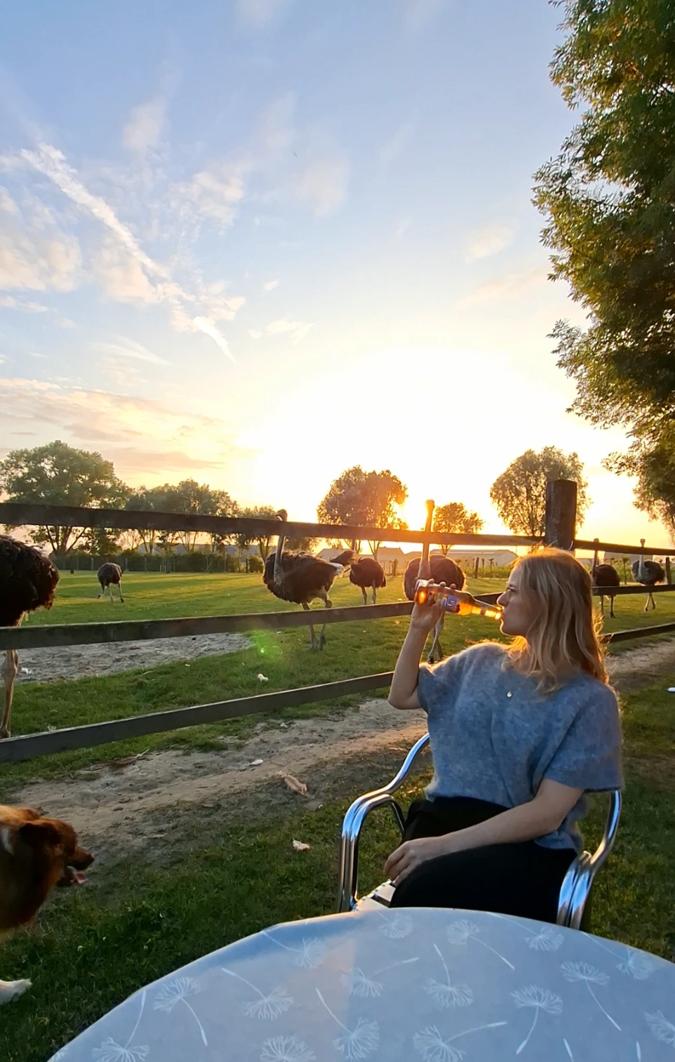 Prachtige zonsondergangen met zicht op struisvogels