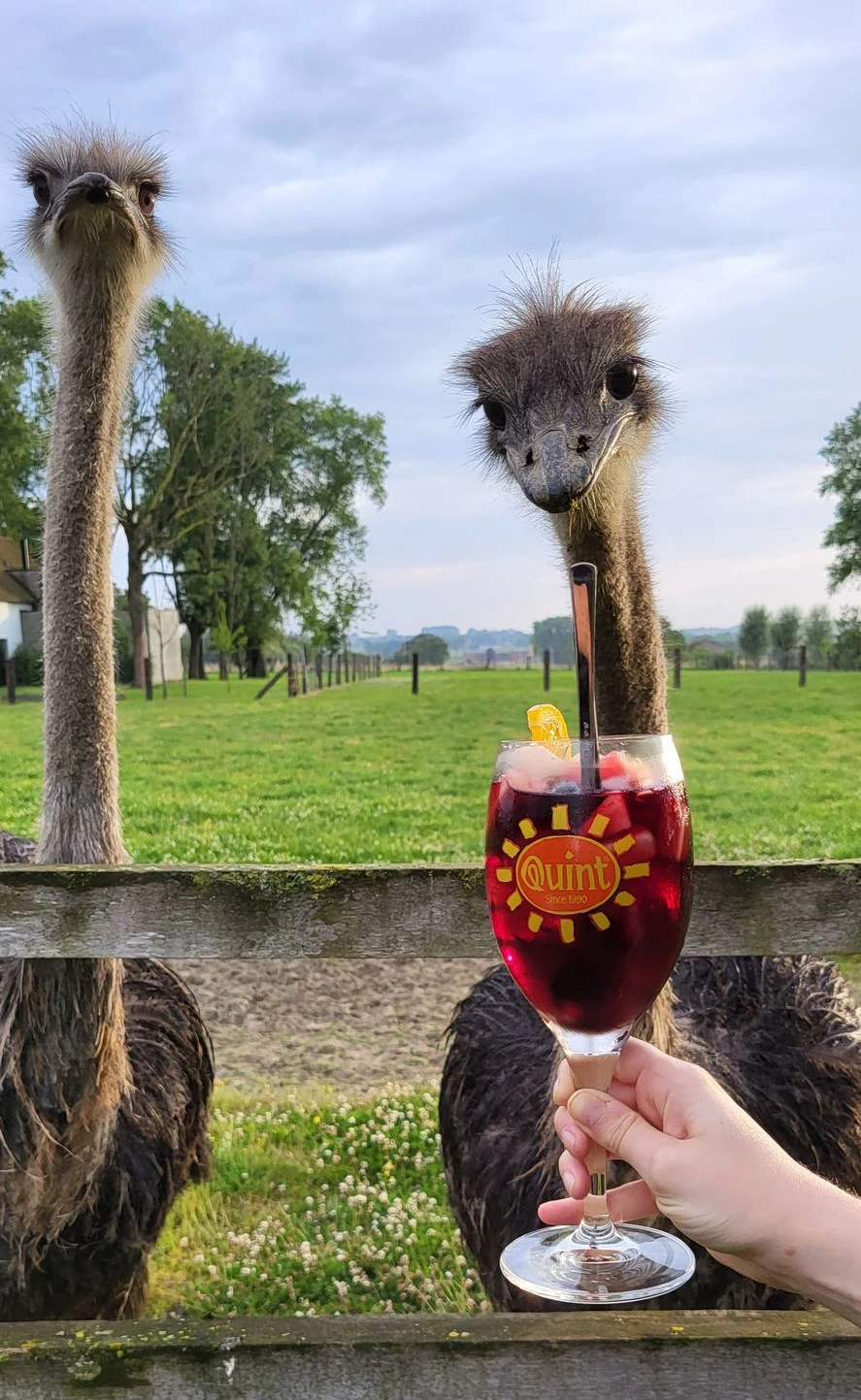 Genieten van heerlijke sangria